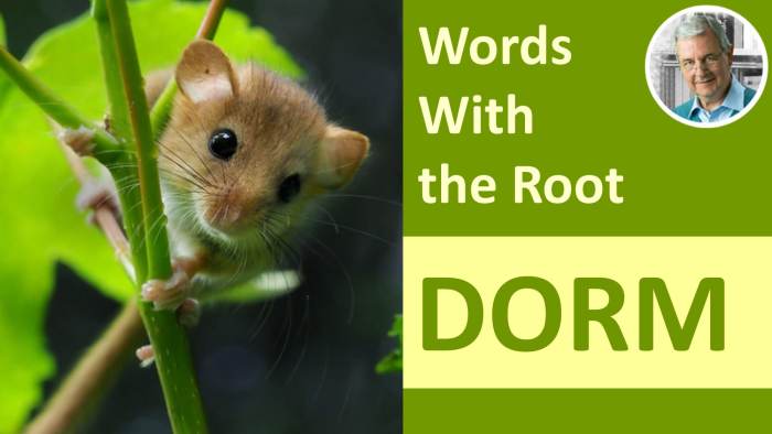 The root word dorm means