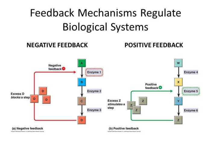 Feedback mechanisms pogil answer key