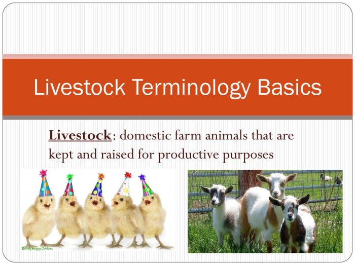 Basic livestock terminology word search answer key