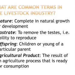 Basic livestock terminology word search answer key
